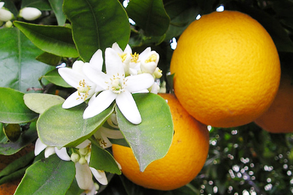 /media/k2/galleries/51219/04