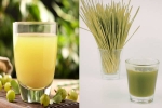 Amla Juice Vs Wheatgrass Juice comparision, Amla Juice Vs Wheatgrass Juice liver, amla juice vs wheatgrass juice for fatty liver, Wheatgrass juice