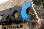 Mexico’s Association of Zoos, Mexico, animals abandoned during coronavirus lockdown are rescued by a zoo in mexico, Mamma