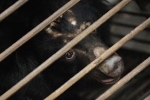 Tan Re Qing, covid-19, bear bile touted as a potent coronavirus treatment by china, South east asia Tan Re Qing, covid-19, bear bile touted as a potent coronavirus treatment by china, South east asia