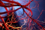 Blood Vessels Stretch experts, Blood Vessels Stretch breaking, how far can blood vessels stretch if laid out end to end, Sachin tendulkar