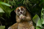 Slow lorises, endandgered species, cute but deadly the critically endangered slow lorises, Cyber crime