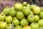 Guava good for health, Guava health tips, who should be careful with guava, Summer Guava good for health, Guava health tips, who should be careful with guava, Summer