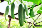 Cucumber latest breaking, Cucumber growing, hack to grow cucumber is going viral for all the right reasons, Psychological Cucumber latest breaking, Cucumber growing, hack to grow cucumber is going viral for all the right reasons, Psychological