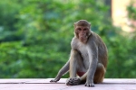 Monkey bite, survive monkey bite, how to survive a monkey attack handle it without panicking, Monkeys