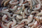 fishing practices, Kerala, indian shrimp faces threat of ban in u s, Al hilal