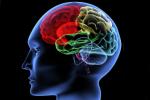 protein essential for building memories, Brain: Use it or lose it, brain use it or lose it, Brain activity protein essential for building memories, Brain: Use it or lose it, brain use it or lose it, Brain activity