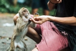 Monkey Bite experts, Monkey Bite medication, what to do after a monkey bite, Virus Monkey Bite experts, Monkey Bite medication, what to do after a monkey bite, Virus
