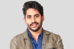 Naga Chaitanya, Naga Chaitanya next film, interesting title for naga chaitanya s next, Majili Naga Chaitanya, Naga Chaitanya next film, interesting title for naga chaitanya s next, Majili