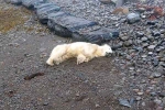 Polar Bear In Iceland updates, Polar Bear In Iceland breaking, polar bear appears in iceland for the first time in 8 years, Scientists