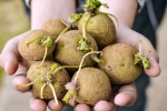 What Happens when you Eat Sprouted Potatoes?
