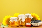 Sunflower Oil benefits, Sunflower Oil health benefits, long term effects of consuming sunflower oil on heart health, Wellness