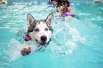 Dog Fitness updates, Dog Fitness latest, how can swimming boost your dog s fitness, Swimming