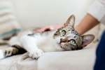 coronavirus, coronavirus, two pet cats in new york test positive for covid 19, Pet cats coronavirus, coronavirus, two pet cats in new york test positive for covid 19, Pet cats