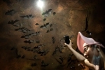 Wuhan CDC research details, Wuhan CDC bat caves, a sensational video of scientists of wuhan cdc collecting samples in bat caves, Wuhan cdc