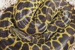 Virginia toilet anaconda, Anaconda found in Virginia toilet, anaconda found in virginia toilet, Anaconda Virginia toilet anaconda, Anaconda found in Virginia toilet, anaconda found in virginia toilet, Anaconda