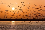 wildlife sanctuaries, Indian birds, india witnesses alarming decline in the bird habitat, Red list