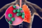 ACE2 and TNPRSS2, proteins, new studies explain how the coronavirus enters our body, Body organs
