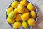 Soak Mangoes health benefits, Soak Mangoes, soak mangoes for 30 minutes before eating, India Soak Mangoes health benefits, Soak Mangoes, soak mangoes for 30 minutes before eating, India